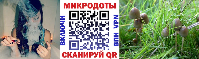 Псилоцибиновые грибы прущие грибы  купить наркоту  Харабали 